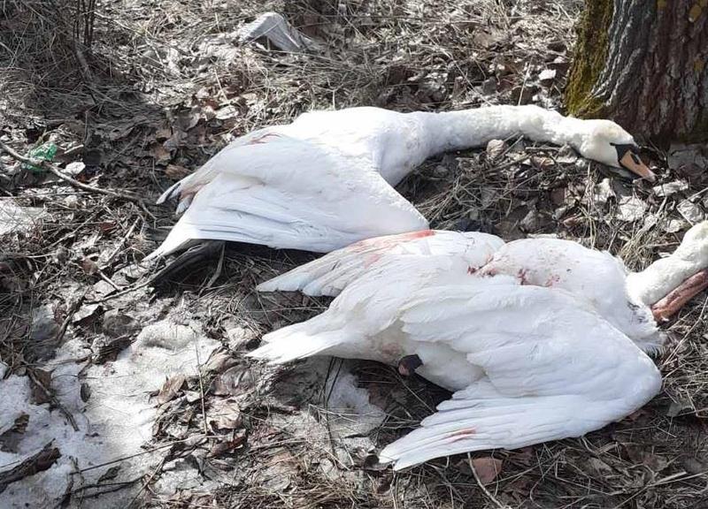 Мерзавцы, убившие в Самарской области лебедей, разоружены