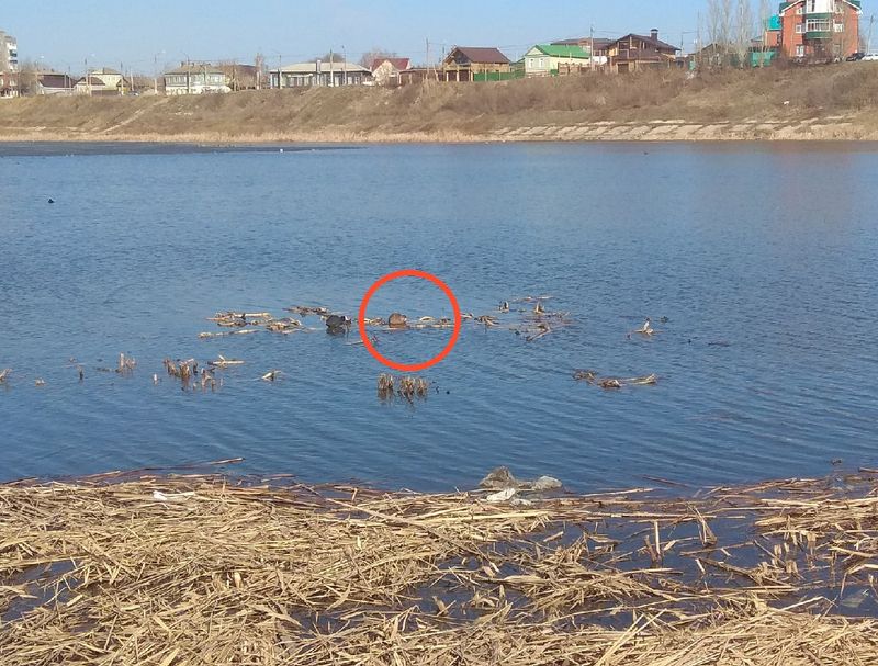 ���� ������ � ��� �� �����: ������� ��������� ���������� � �������� ��������� ������� �� ���� �����   