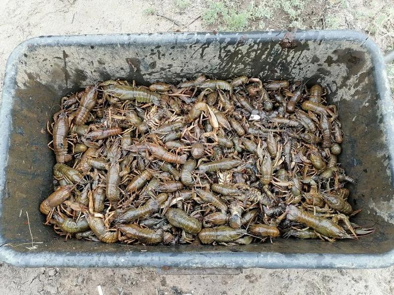 � ������� ������� ����������, ������� ������� ����� �� 145 ����� ������