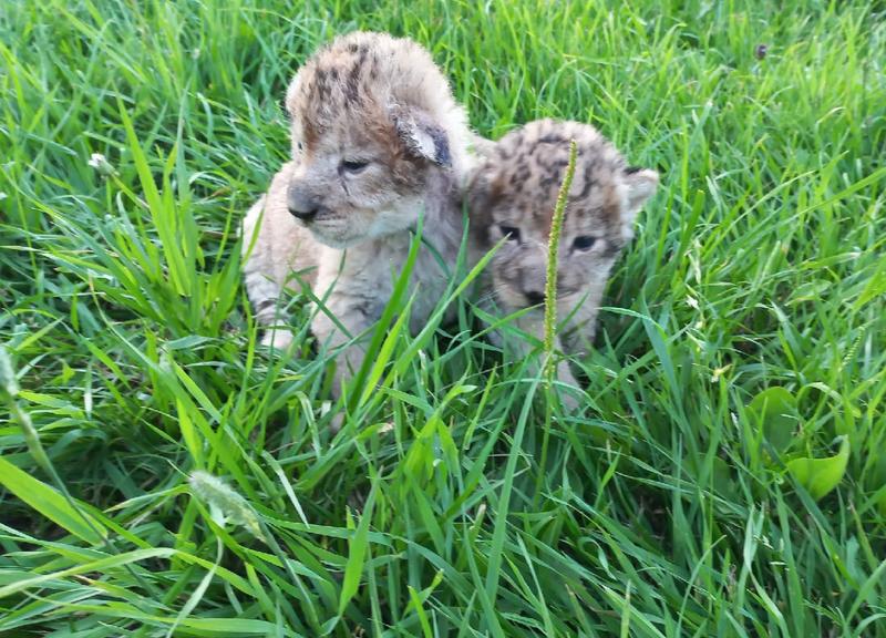 � ���������� �������� ����������� ������� ������� ������������� �����: ���� ������� ������ ����������  