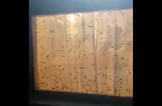 ������ ������� ������� ������� ����������� � ���������� ������ �������. �����