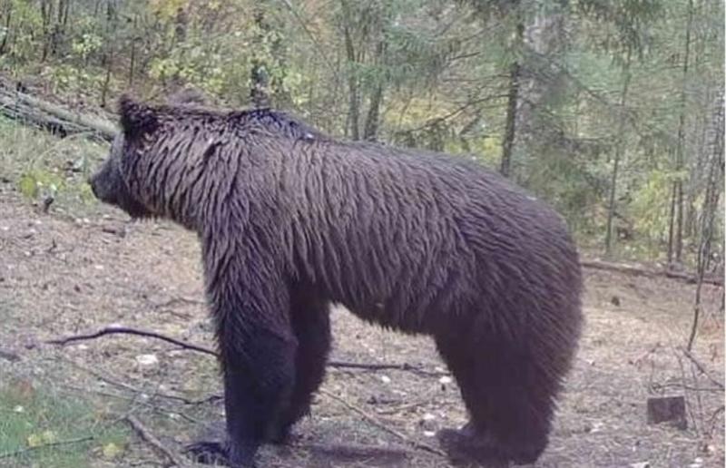 По лесам Ульяновской области ходит медведь. Грибников предупреждают об опасности  