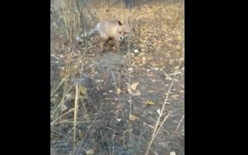 ������, �����!� �������� ���� ��������� - � ��� �� ������ ����� ����� �����. ����� 