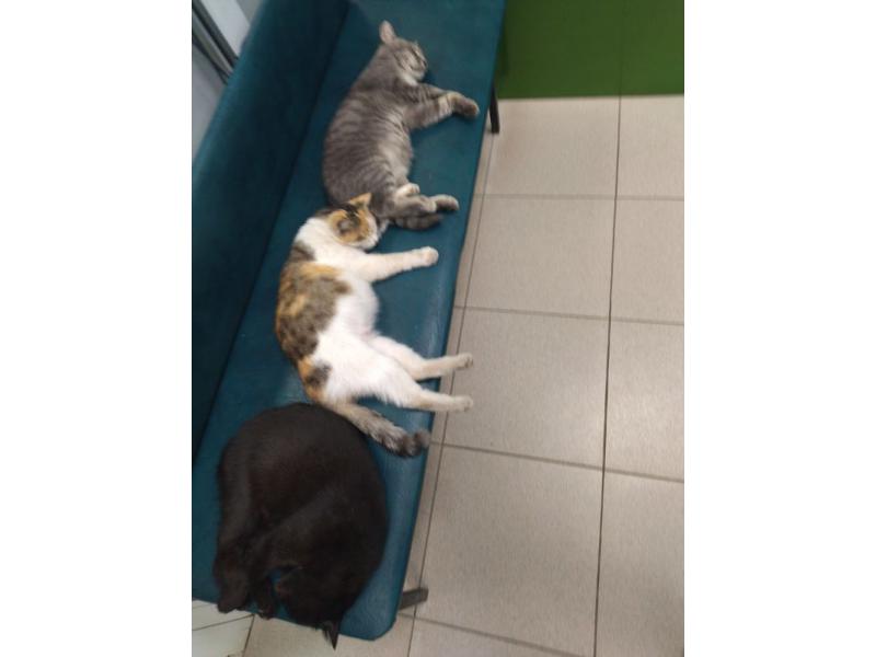 �������� �� ����������: �������� �������� ������������ ������� � ��������� �����������������