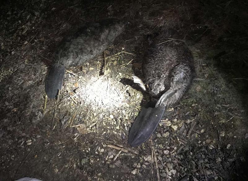 ����� ��������� ������������ �������, �������� ������ 