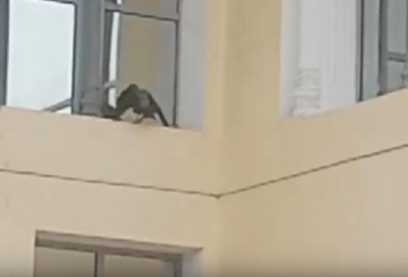 «Вещая птица» яростно бросалась на окна сызранского театра: видео атаки
