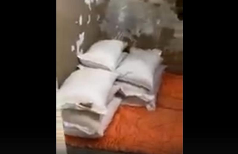 Бездомным собакам в Сызрани привезли в подарок полтонны крупы: радость хвостатых сняли на видео