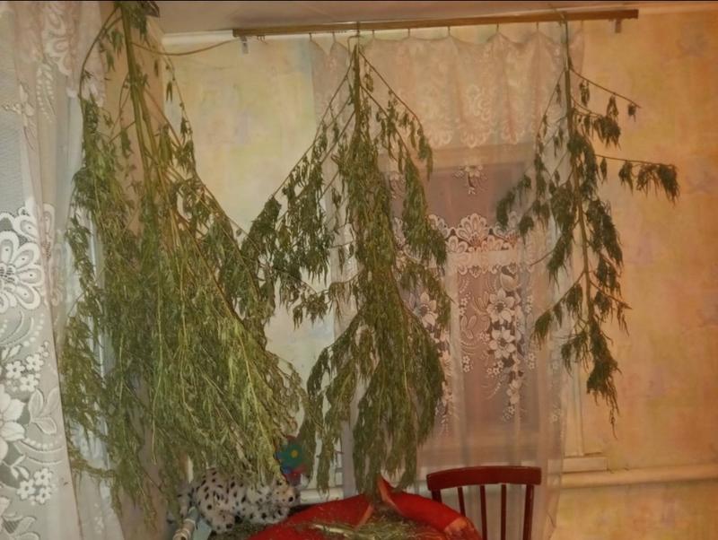 Житель Сызрани украсил дом «гербарием», который не понравился полиции