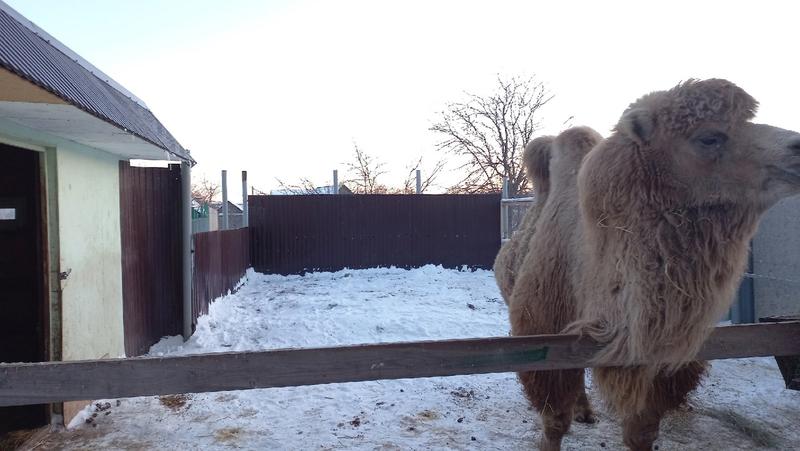 В Сызрани сохранится зоопарк: его владельцы добились лицензии, а некоторые госзоопарки – нет