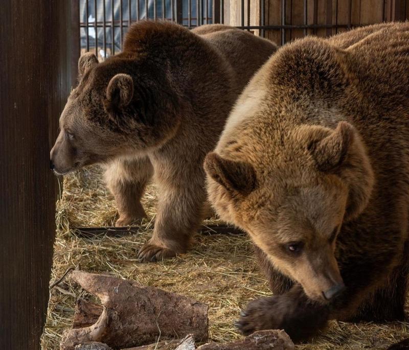 В зоопарке «Птичья дача» родились медвежата – слепые и глухие малыши весом по 500 граммов