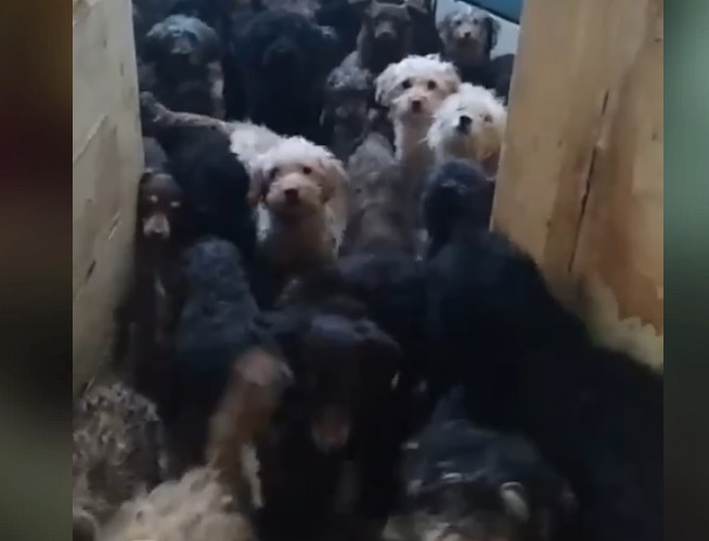 Жительница Тольятти держала в квартире более сотни голодных и истощенных собак - спасали несчастных животных волонтеры