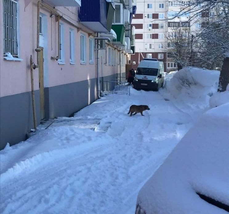 Застрявшую в снежной каше машину скорой помощи выталкивали всем домом: жители Сызрани жалуются на не чищенные дворы