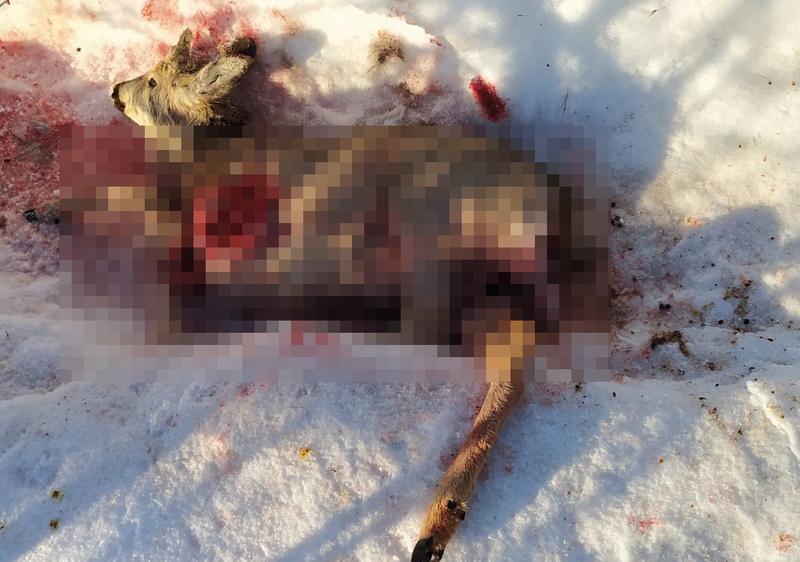 Под Сызранью найдена окровавленная мертвая косуля: опасен ли напавший на нее хищник для людей