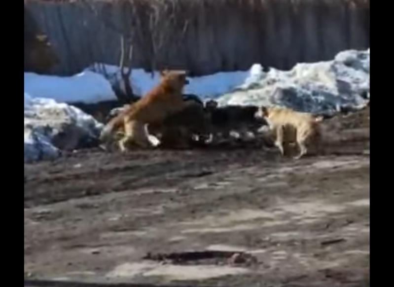 В Сызрани на мальчика напала разъяренная стая собак: разборки «безобидных животных» сняли на видео недалеко от школы