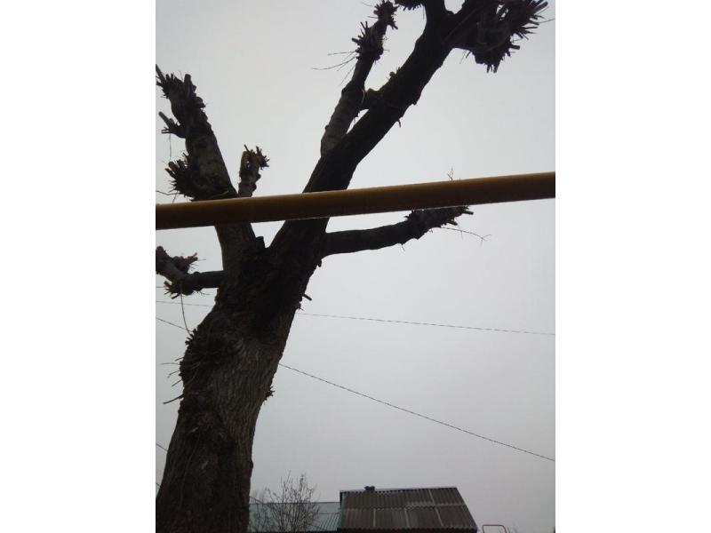 Дерево, которое когда-то пожалели газовщики, теперь угрожает жителям