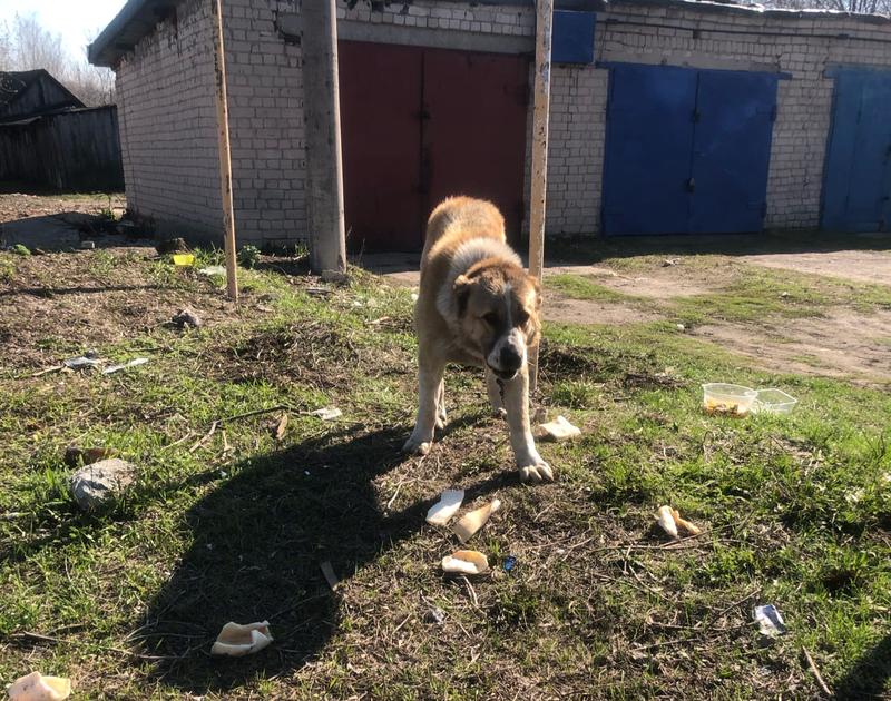 Жители Белого Ключа сообщили о нападении крупного пса на человека