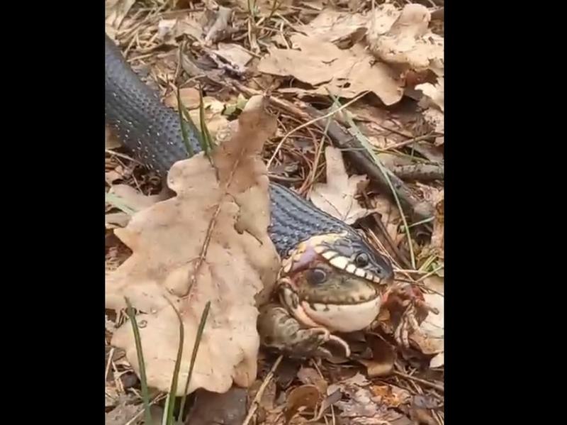 Лягушка квакала во рту перепуганного ужа: рыбак снял в Сызрани откровенную историю из жизни змей