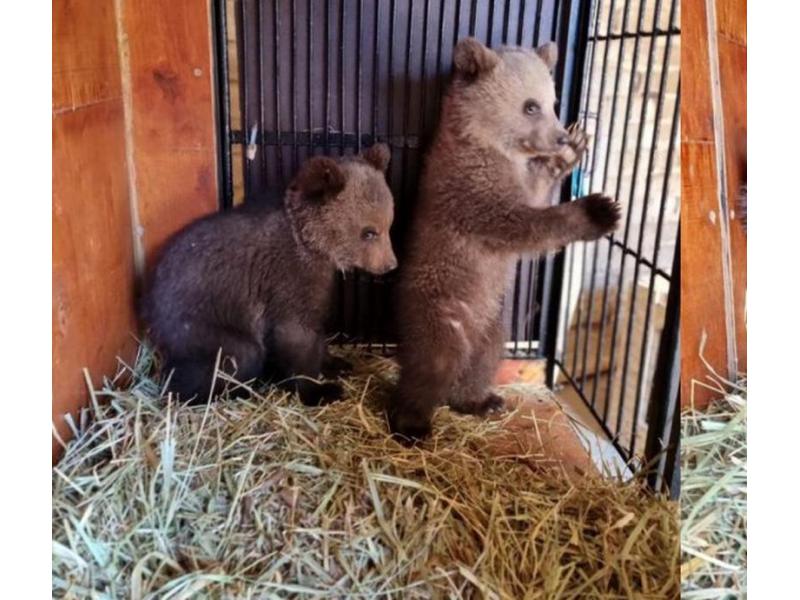 «Они все раздули»: в сызранском зоопарке рассказали свою версию с задержанными на границе медвежатами