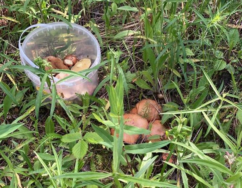 Пора открывать грибной сезон! Семья из Сызрани удачно съездила на разведку и не стала скрывать грибные места