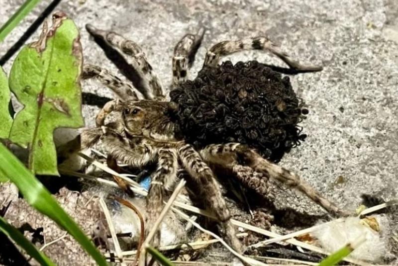 В Самарской области навстречу прохожим выскочил тарантул