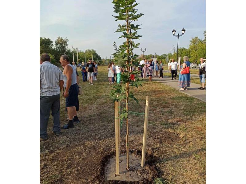 В поселке Новокашпирский на месте не прижившихся во время закладки Аллеи шахтерской славы деревьев высадили новые