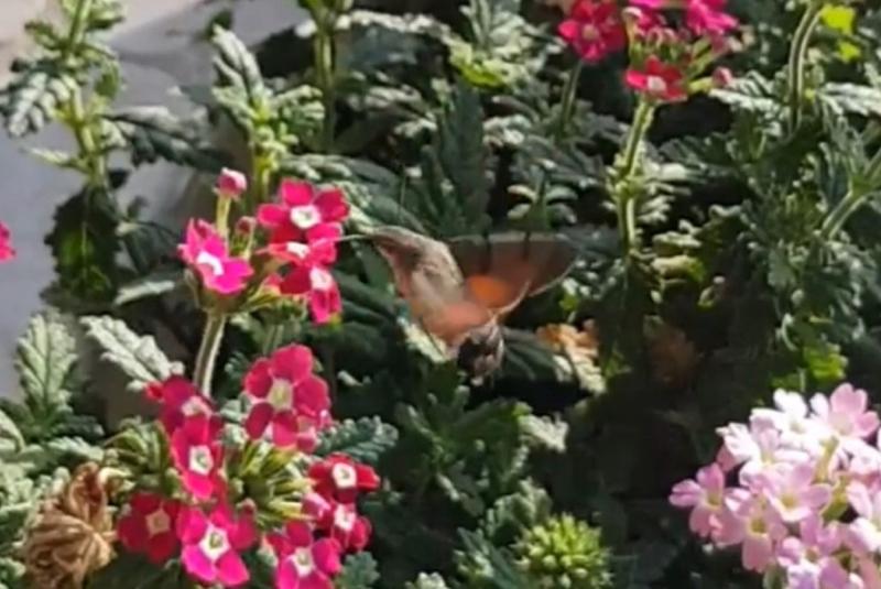 Жители Самарской области не теряют надежды встретить колибри: видео