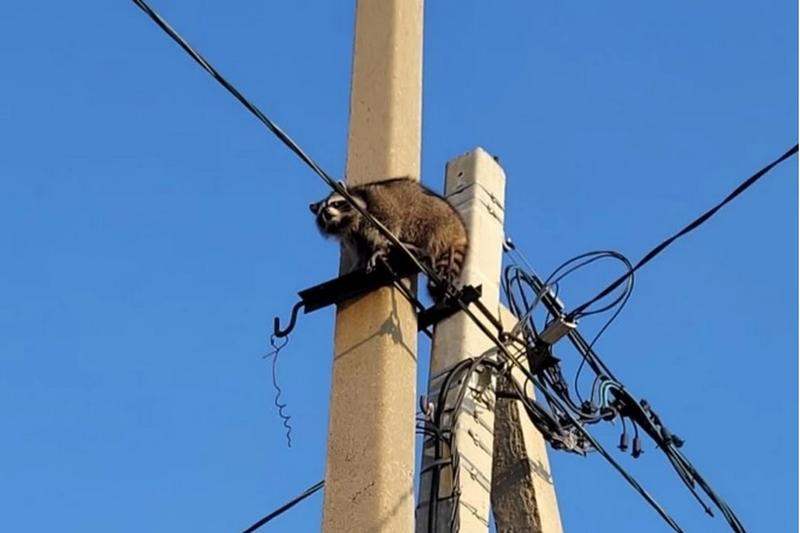 В Самарской области енот влез на столб и «гулял» по проводам