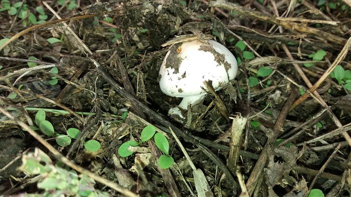 Никак прошел шампиньоновый дождь: в огородах сызранцев грибы растут как на дрожжах