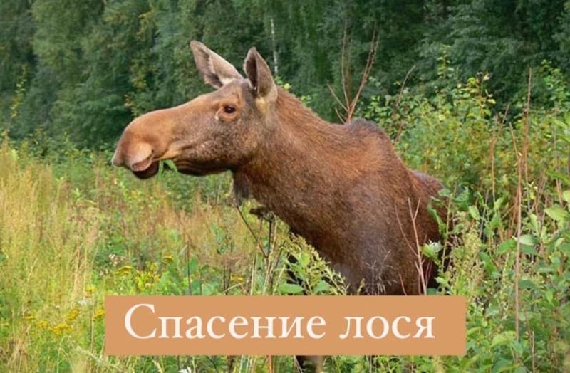 В оросительный канал в Самарской области свалился лось - и это уже не первый случай: видео