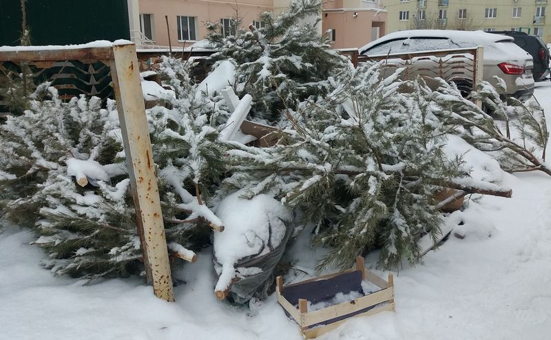 Отслужившие свое новогодние елки так никто и не спешит вывозить