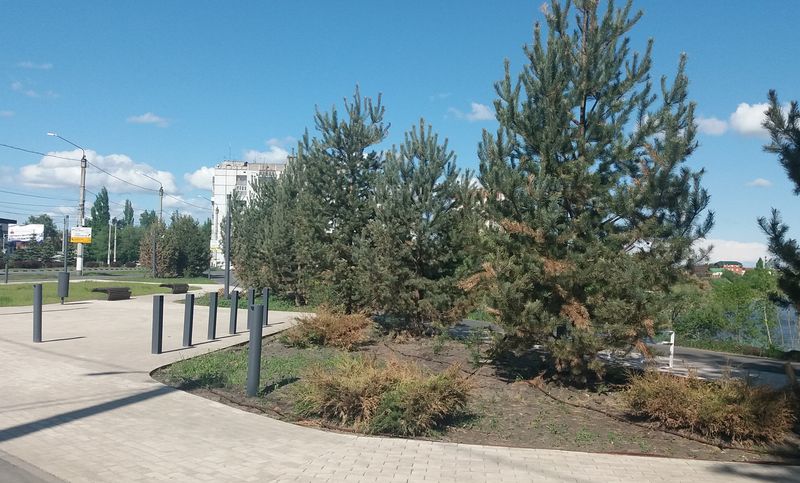 Саженцы на Монастырской набережной медленно погибают - сызранцы в ужасе, что территория брошена