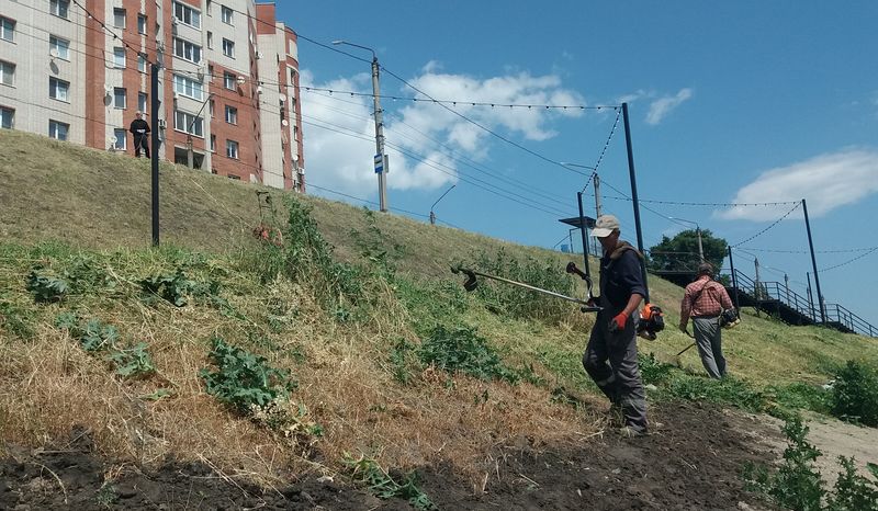Находчивость косарей настолько понравилась горожанам, что заснять процесс на камеру пожелали многие. Видео