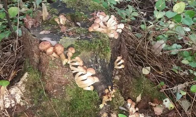 Пропавшие грибы, выросшие на пнях, должны были стать сюрпризом, но оказались самым большим разочарованием