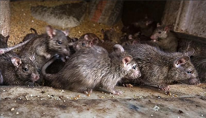 Ученые внесли Самарскую область в список регионов, где крысы чаще нападают на людей