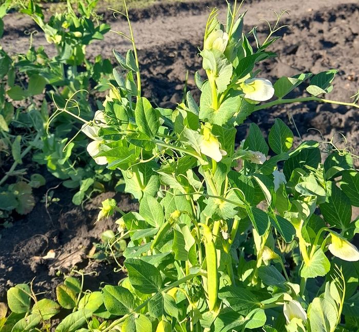 Клубника спеет, горох цветет: сызранец глазам не поверил, приехав в ноябре на свою дачу на окраине города