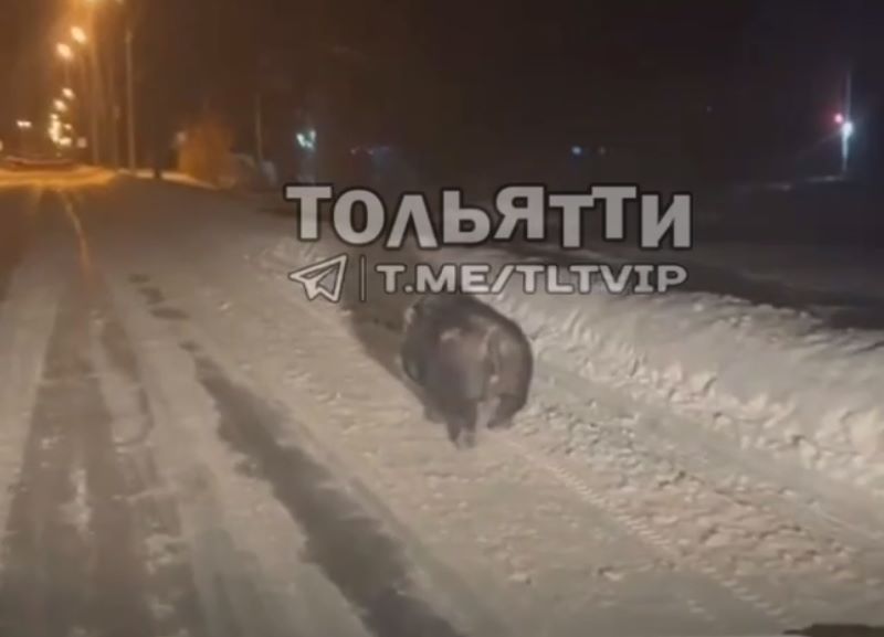 Хакуна матата: в Самарской области по дорогам начали разгуливать кабаны - видео