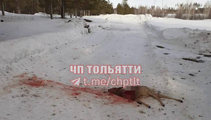 Неподалеку от предприятия в Самарской области найдена растерзанная косуля: у автора фото есть подозрения