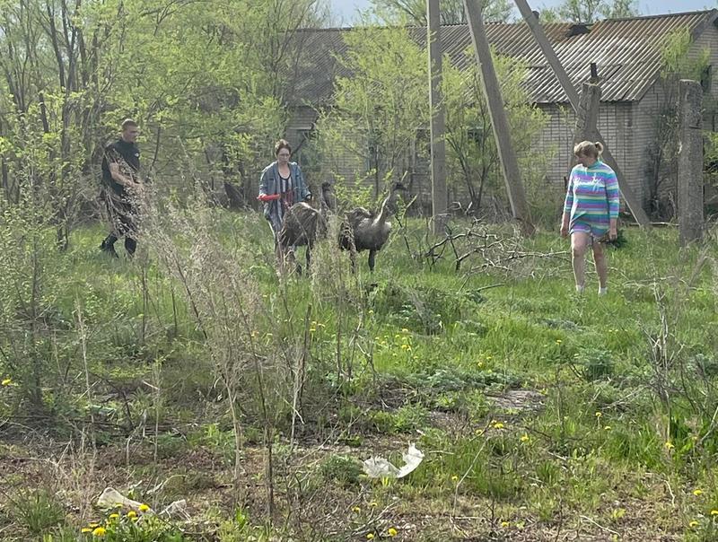 Хозяйке удалось вернуть домой сбежавшего страуса - но вторую птицу все еще ищут около Сызрани