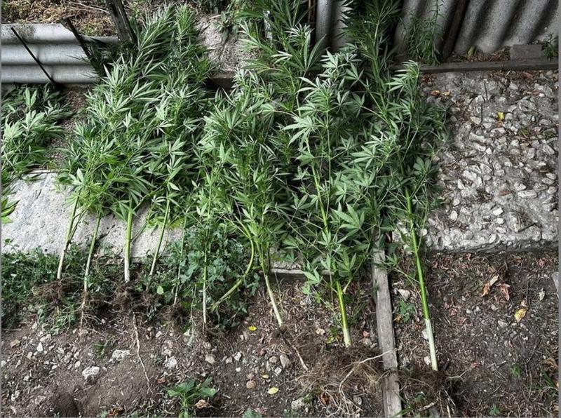 Огород на балконе уголовника из Октябрьска не понравился его знакомым, и полиции тоже
