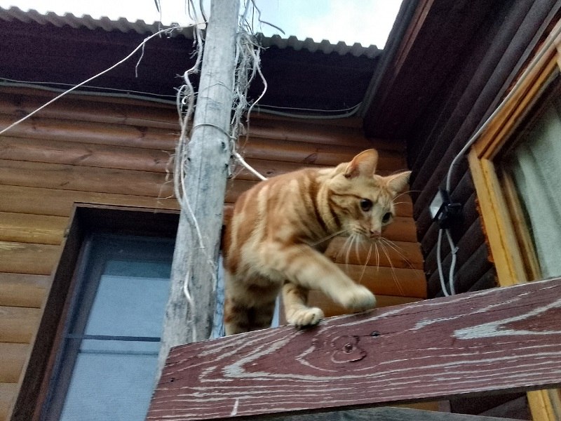 Спим на цветах, не перечим старшим и наблюдаем за котами-синоптиками - чего не сделаешь ради удачи и благополучия