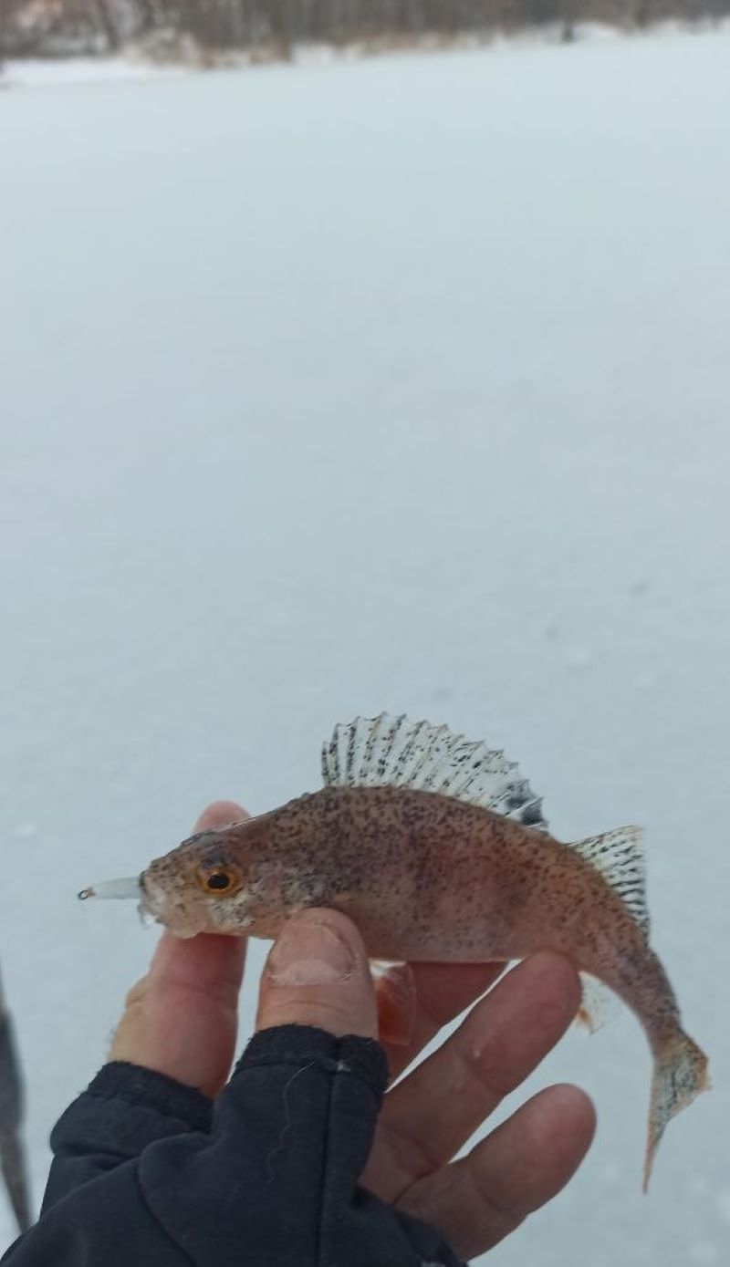 ����������� �� ���� ����������� ������ �� �� ��������