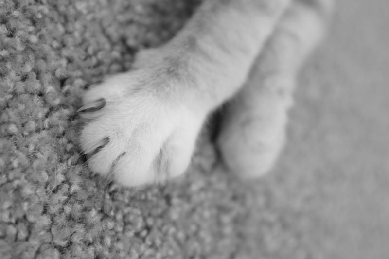 Ужасы нашего городка: жительница Сызрани устроила в квартире схрон с трупами котов