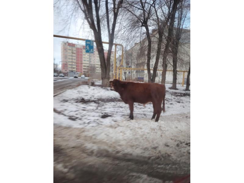 � ������� �� ��������� �������� ����������� ���