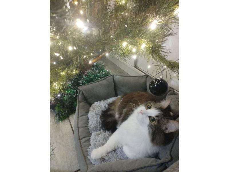 ���� ���� ��� ����������� ������: ��������� �����, ����� � �������� ������ ������� �� ������ �������