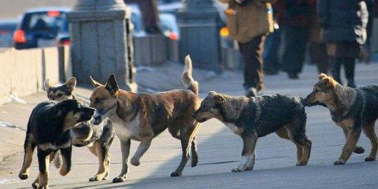 Сызрани потребуется исполнитель на отлов 325 собак. «Стоимость» одного хвостатого - около 7,9 тысячи рублей 
