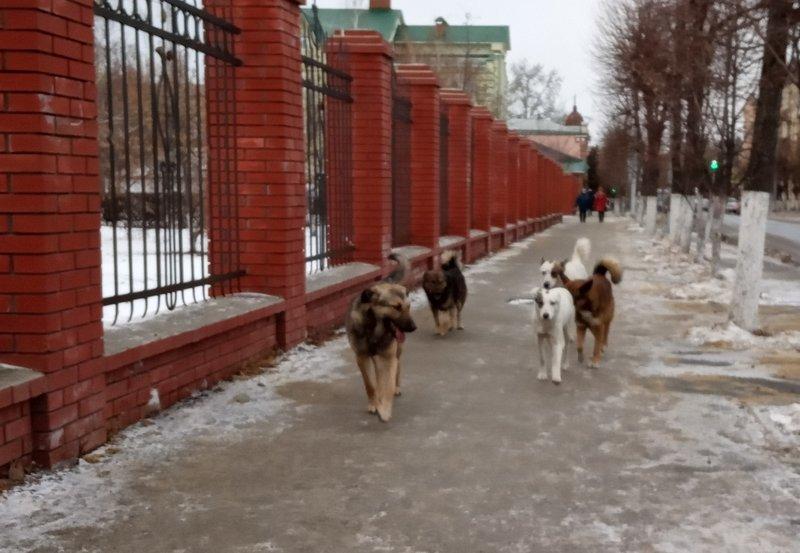 В России намерены ввести большие штрафы и уголовную ответственность за нападения собак