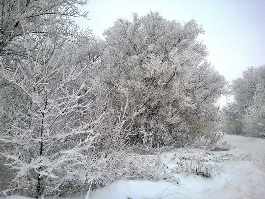 Стало известно, когда в Самарской области ждать мороз и снег