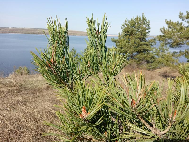 В Самарской области открыт пожароопасный сезон, за нарушениями будут следить с земли и из космоса